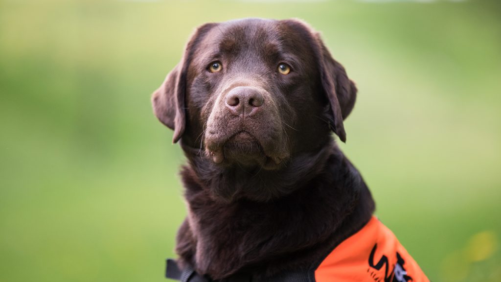 Welche Ausbildung für meinen Hund? WZ Hundezentrum